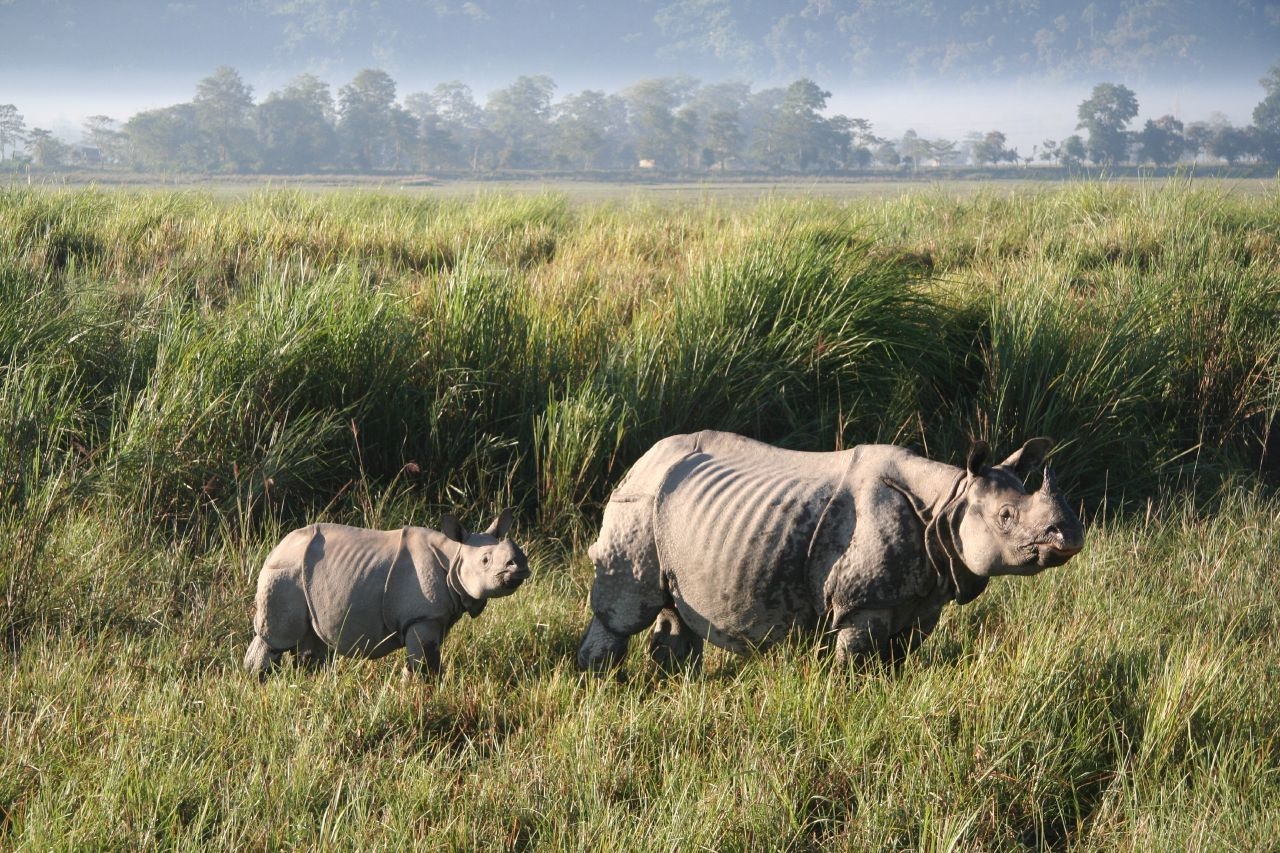 guwahati-kaziranga-national-park-shillong-cherrapunji-golden-triangle