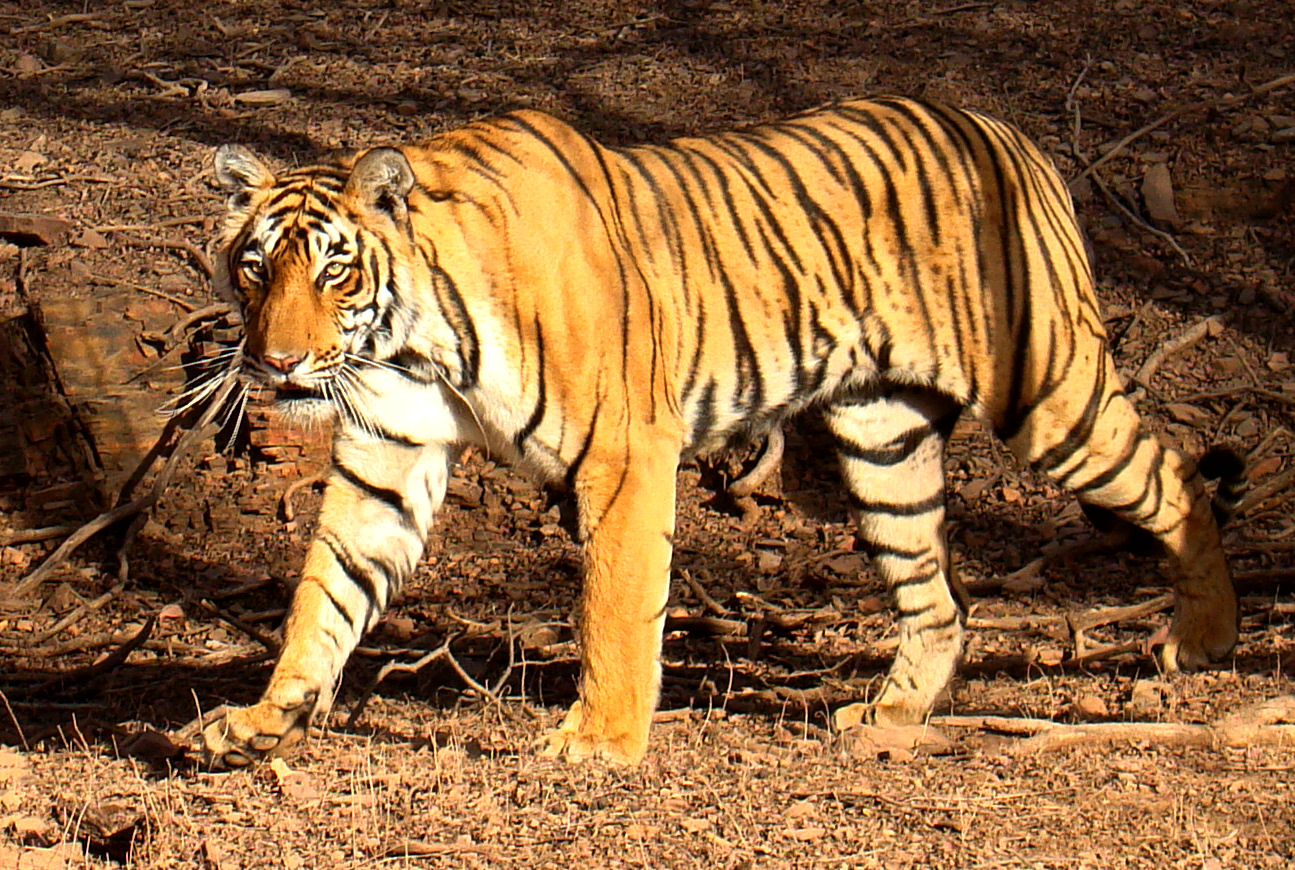 ranthambore-national-park-holiday-travel